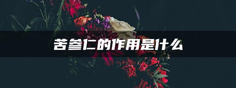 苦参仁的作用是什么