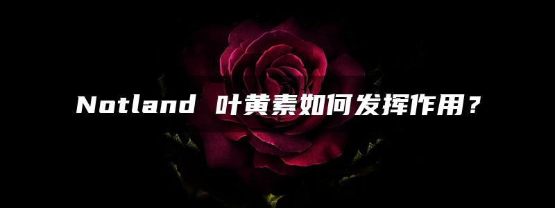 Notland 叶黄素如何发挥作用？