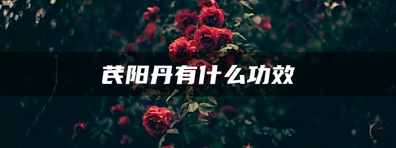 芪阳丹有什么功效